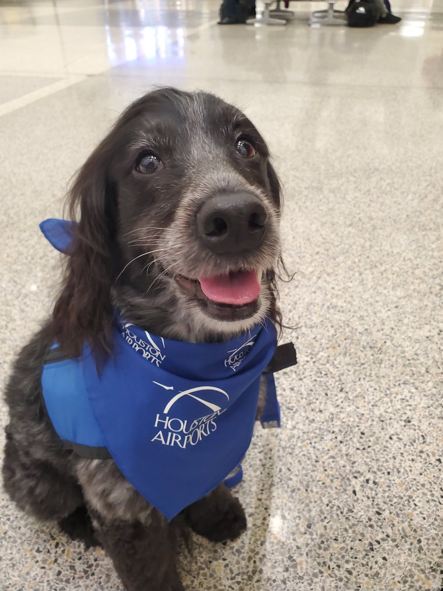 sgsryd's tweet photo. It's Puptastic Friday @iah y'all! Look out for Sparky and Abby strolling through Terminal A now until 3 p.m. dolling out calming travel vibes to get your weekend started. @ellaghica @APTherapyDogs @CrisAlcivar https://t.co/r1oJmrw2r8