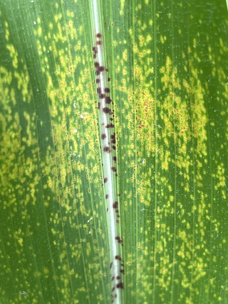 Tom Allen (@baldpathologist) on Twitter photo A little Physoderma brown spot on some V6/V7 corn. Not normally an issue in MS, but have been getting a few random calls. I bet this will make <a href="/alisonrISU/">Alison Robertson</a> envious #NPMTI #mscrops A little Physoderma brown spot on some V6/V7 corn. Not normally an issue in MS, but have been getting a few random calls. I bet this will make <a href="/alisonrISU/">Alison Robertson</a> envious #NPMTI #mscrops