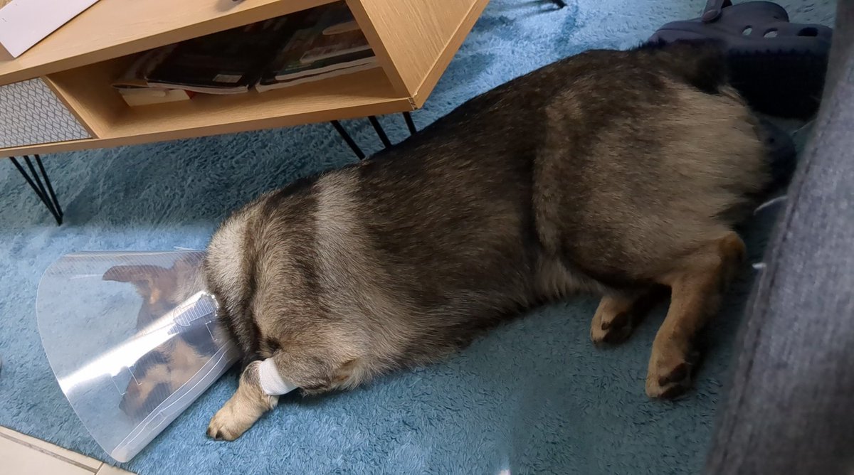 Torak_le viking tweet media