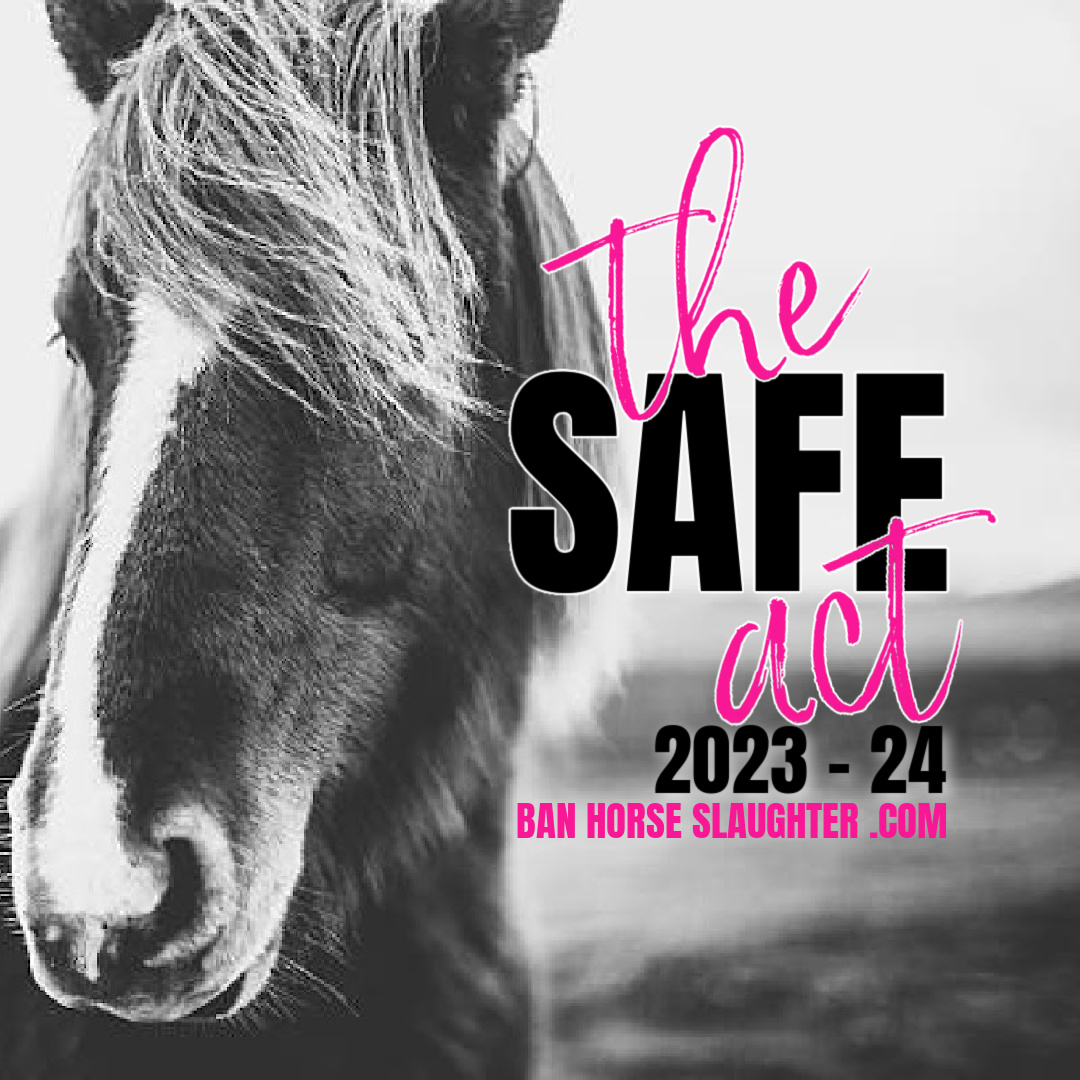 Race, pet, sport & wild #horses are shipped from the #USA to #Canada & #Mexico to be slaughtered for human consumption.  Yes, really.   

YOU can help put an end to this barbaric practice.  ==> bit.ly/3jefnUv <== 

#horseshit #banhorseslaughter #yes2safe @KateDrummond_…