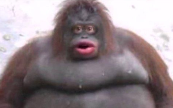 ERC_KONG's tweet photo. We are hosting a meme contest, reply to this tweet with a meme to get a chance at winning a $KONG airdrop

12 hrs

interact w/tweet https://t.co/i3Am30MnxN