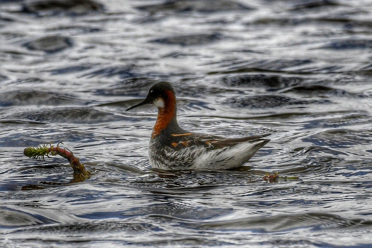 Red-necked Phalarope...a  rare passage migrant in  Ladakh
#birds
#birdwatching 
#birdphotography #BirdsSeenIn2023 
#IndiAves
#Hanle