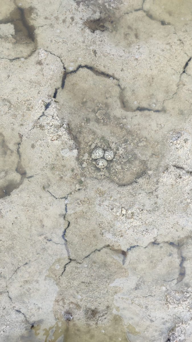 Medardo Cruz tweet media