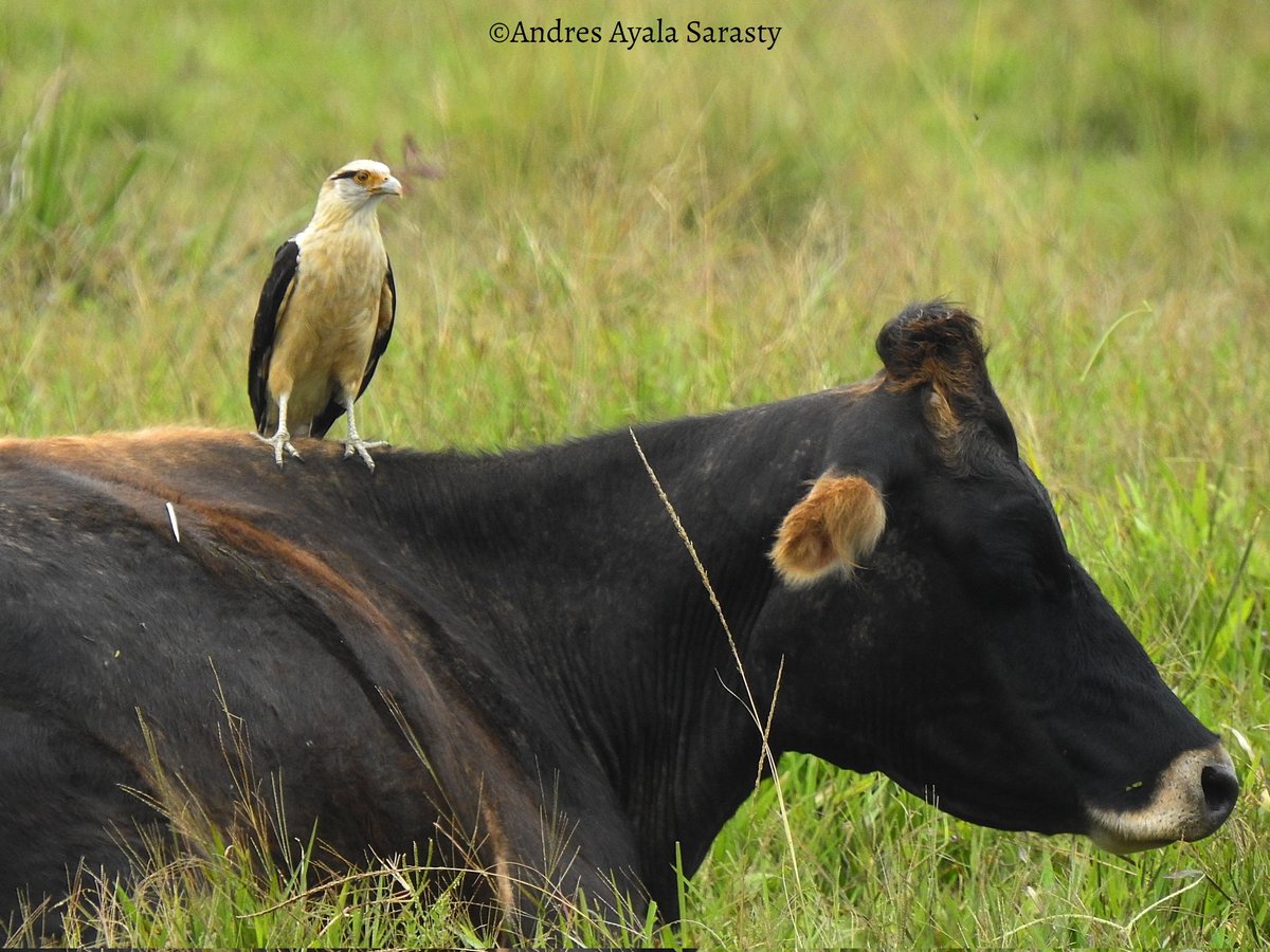 AyalaSarasty's tweet photo. Una relación mutualista de la pigua.
Daptrius chimachima https://t.co/gv9GsDrt0j