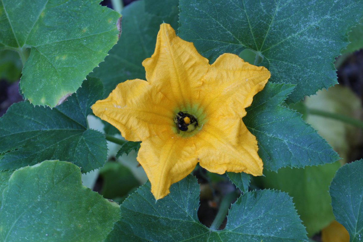 HortForsythNC's tweet photo. This year, NC is participating in the Great Southeast Pollinator Census. Join this citizen science project to learn about pollinators in the garden! Check out the website for details on how to join: https://t.co/14HCvcO0O3 https://t.co/mOmVpv5wfM