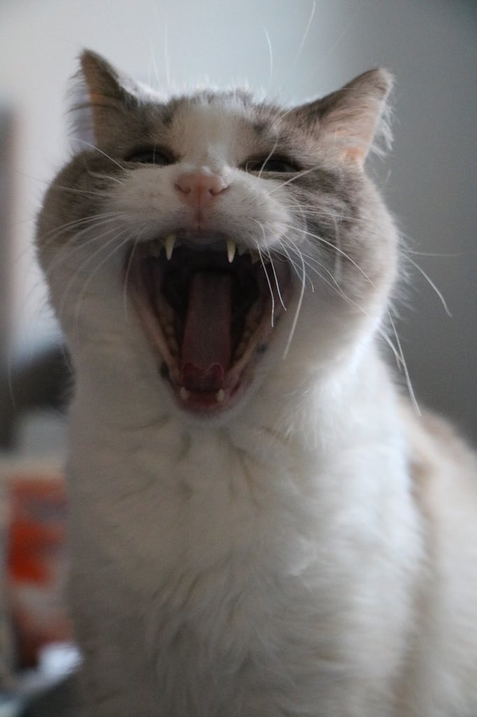 SheilaHead_68's tweet photo. @mischiefanimals Tiki and Phut, full fangs. https://t.co/CAR0YTiQyO