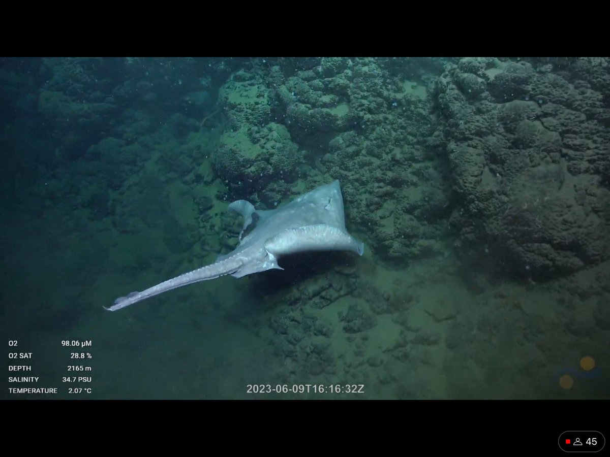 CaliKatBird's tweet photo. Beautiful, graceful skate.
*BONK*
😳😂
@SchmidtOcean #OctoOdyssey #imeanttodothat #blindedbythelight #andsediment #shakeitoff https://t.co/jwkAhC844L