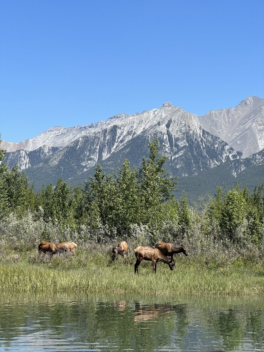 Beautiful day in Canmore! #canmore #summertime #wildlifephotography #elk #river #explorecanmore