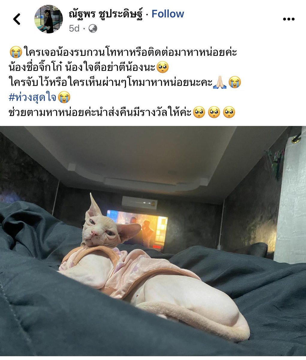 หนูนิดมีน้องเป็นโหล tweet media