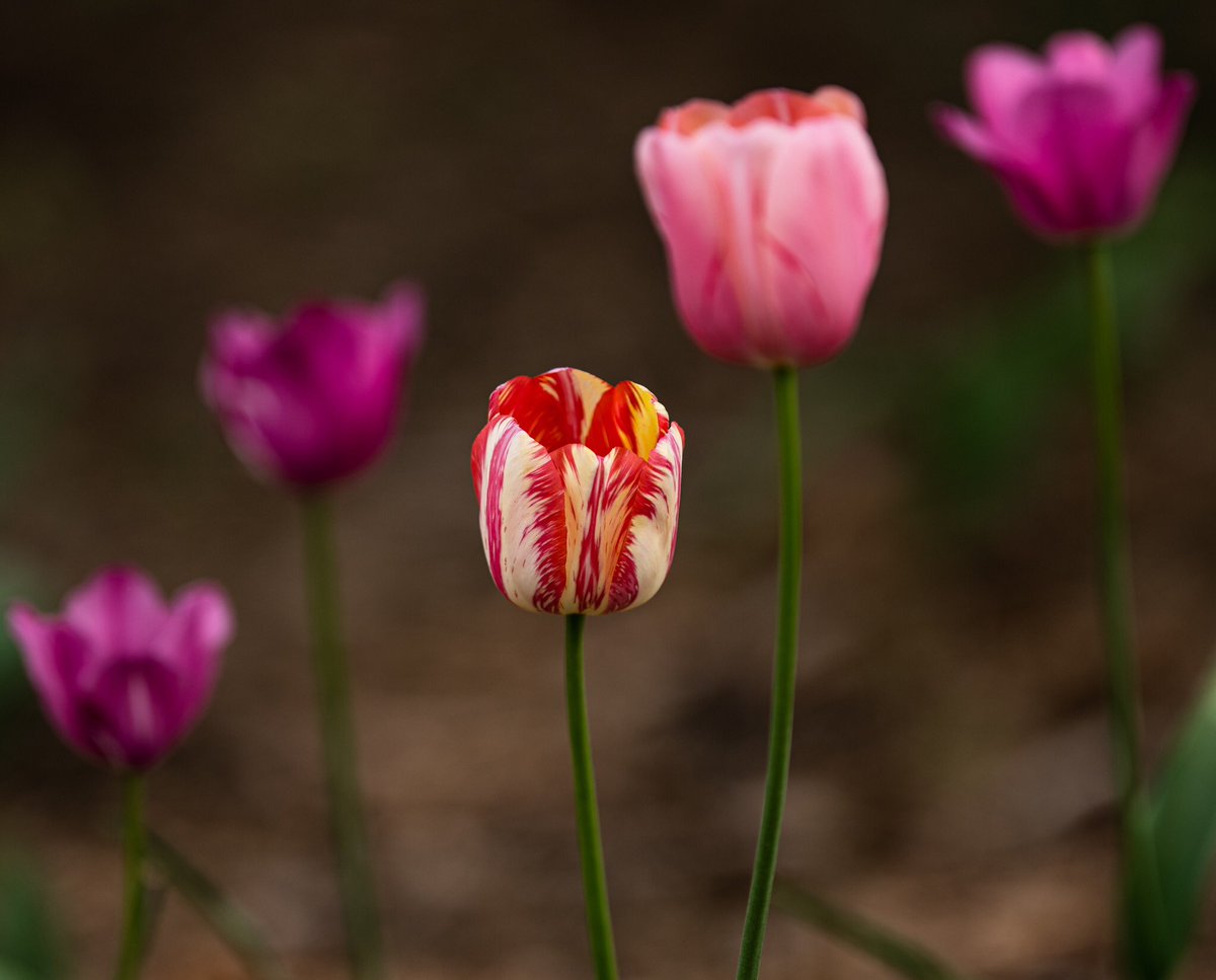 Beautiful Blooms.
#FlowerFriday #photography #Tulips #ThePhotoHour #Nikon #joy