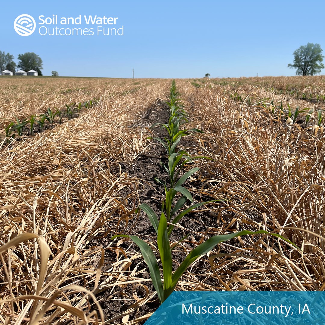 Today’s #fridayfieldphoto is from Muscatine County, IA. This SWOF farmer successfully terminated his rye #covercrop in late April and planted corn shortly after.

SWOF farmers, send your photos our way to be featured. #SWOFfieldphoto #AgTwitter