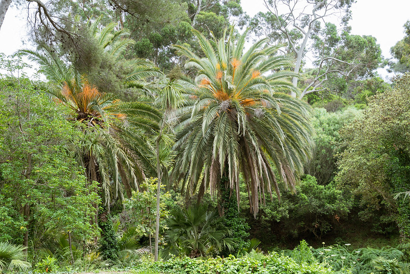 International Palm Society tweet media