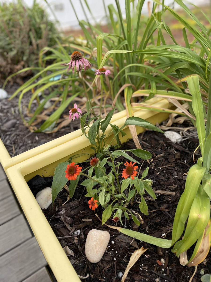 Ronda Janiski tweet media