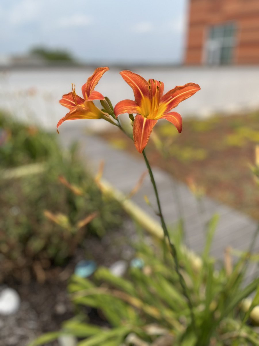 Ronda Janiski tweet media