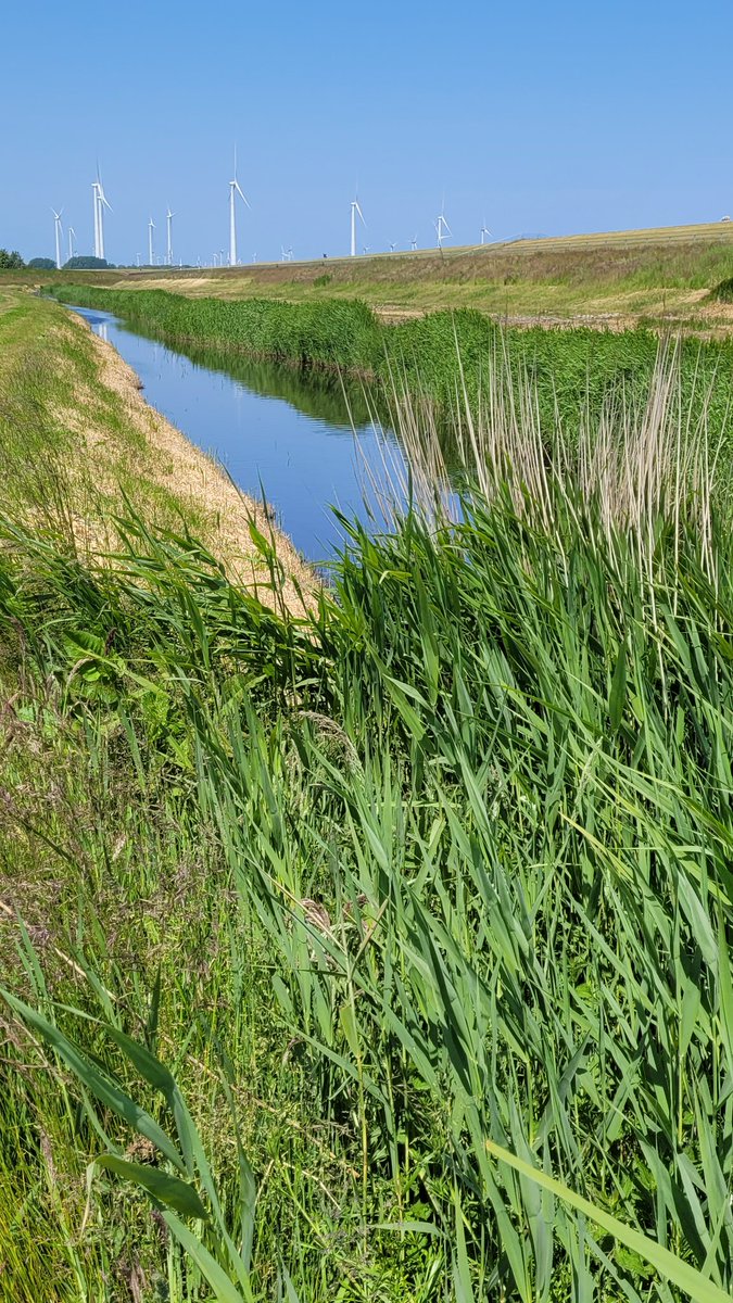 AvifaunaGrunn's tweet photo. Hopeloos dit! Mooie rietkraag langs de Dollarddijk t.h.v. Nieuwstad volledig weggemaaid tijdens het broedseizoen. Zaten rietzangers, blauwborsten en kleine karekiet.
Waarom @Noorderzijlvest?
@provgroningen https://t.co/dS31Z6Y7Rj