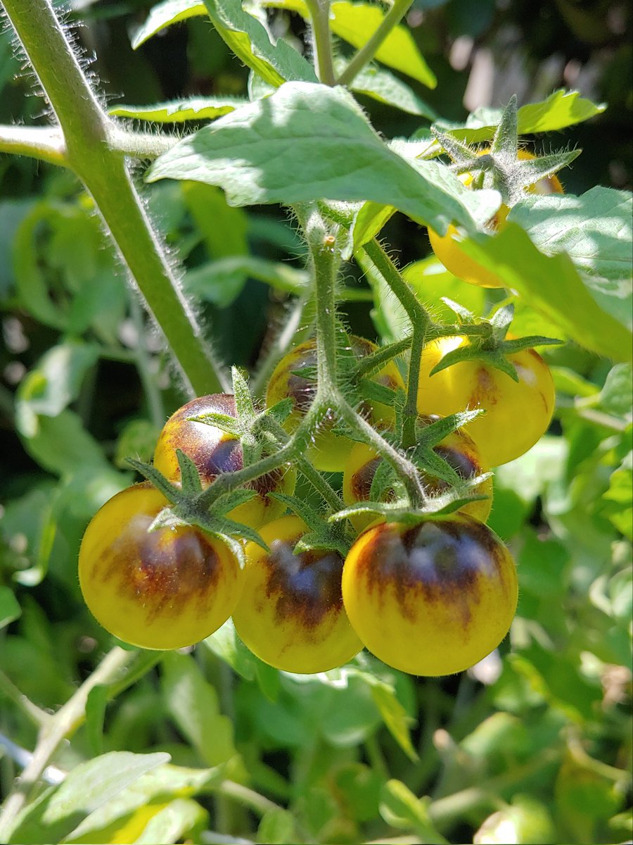 patioplanter's tweet photo. Vine ripe tomatoes for tonight's taco toppings.

#tomatoes #ripe #homegrown #growyourown https://t.co/XIGPPbeEB7