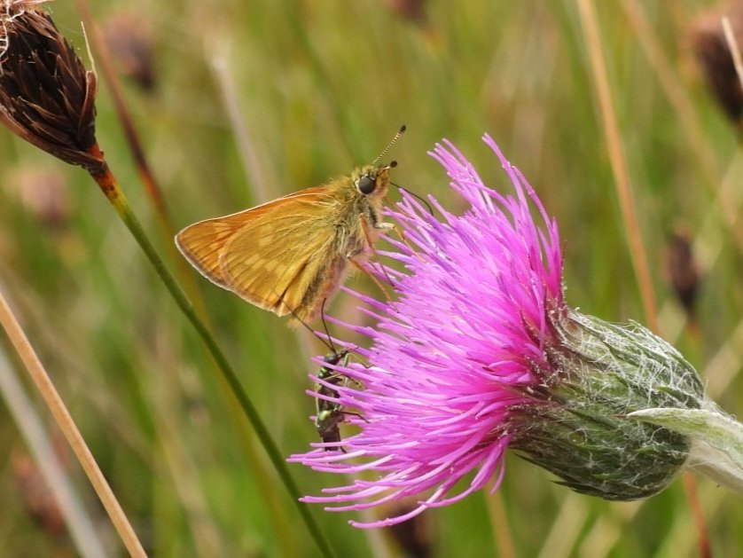 Our first Large Skipper of ghe year out on Beeston Common today in the central marsh feeding on the meadow thistles @BC_Norfolk