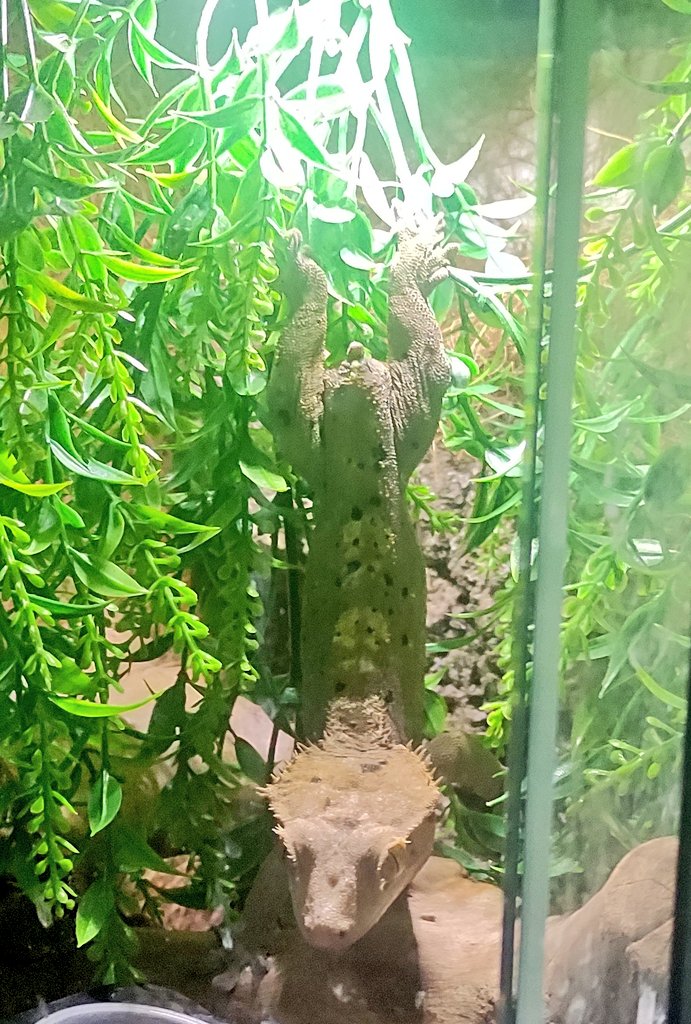 debbiescresties's tweet photo. Our Houdini here and his eating posture that's more than questionable 🤣 beside the fact he has no tail he can still do all the things a "normal" crested gecko can do and as you guessed by his name he's good at hiding 🥰 https://t.co/6bWeuCF4W0