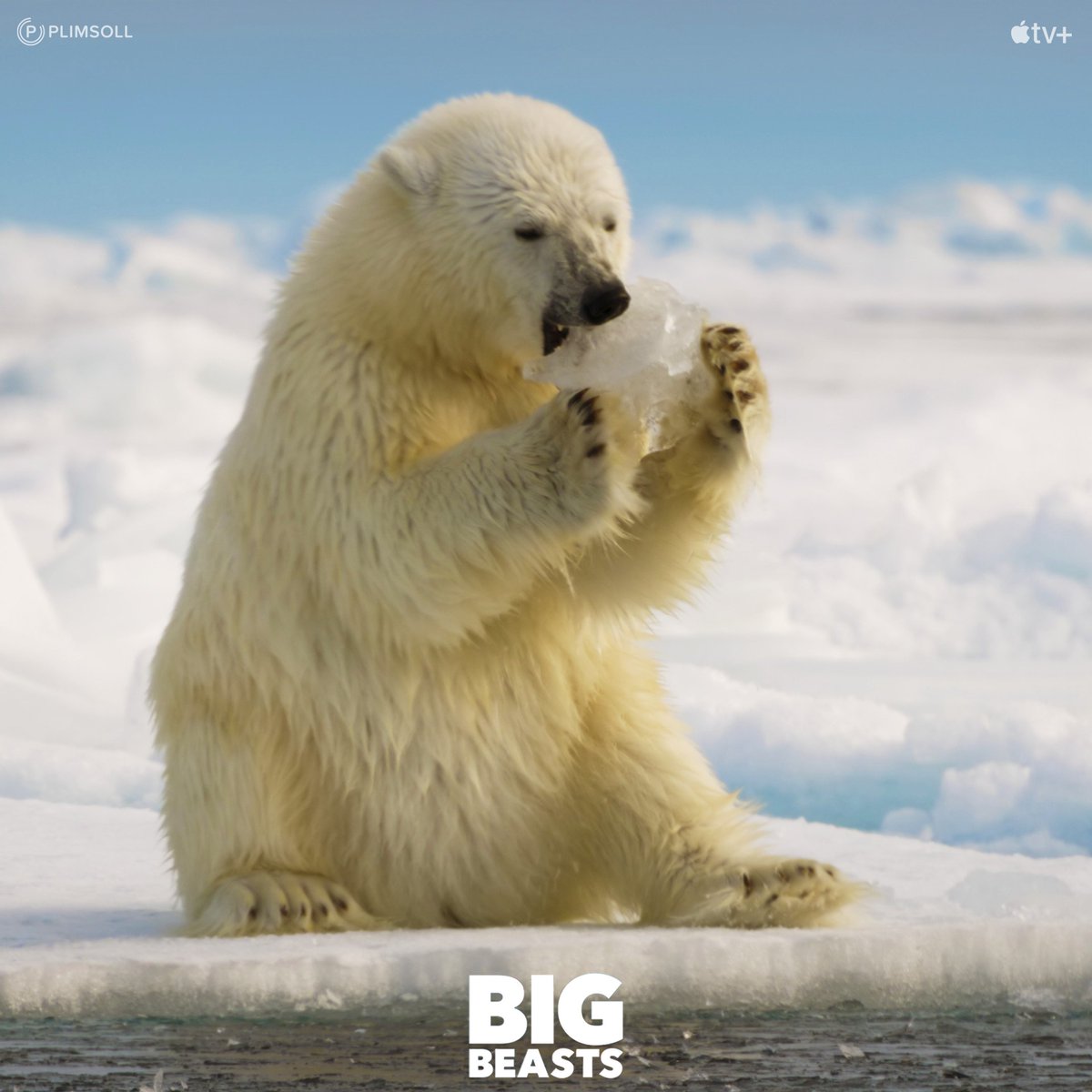 PlimsollProds's tweet photo. All episodes of #BigBeasts are available now exclusively on @AppleTV! From polar bears to orangutans, gorillas to whales... meet the planet’s hugest inhabitants – and discover the enormous challenges that come with being big.

#Tomhiddleston #appletvplus #plimsoll https://t.co/5l4WfNCgtl