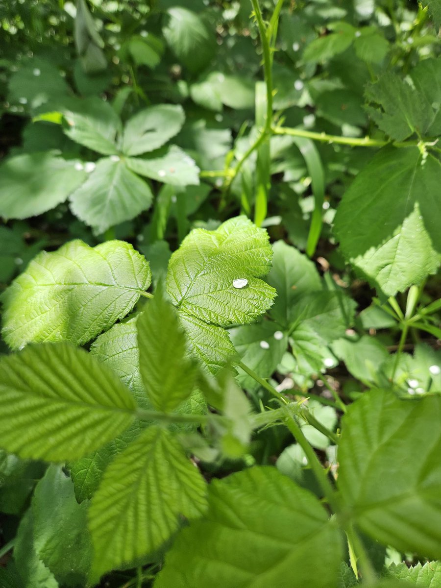 atThornhollow's tweet photo. Nature's origami. Folded as carefully as parachutes.
.
#naturephotography #naturephoto #naturalbeauty #forestfloor #stopandlookaround #pnw #pnwphotography #pacificnorthwest #easternoregon #oregon #hikeoregon #getoutside https://t.co/mD3oEXH9Hn