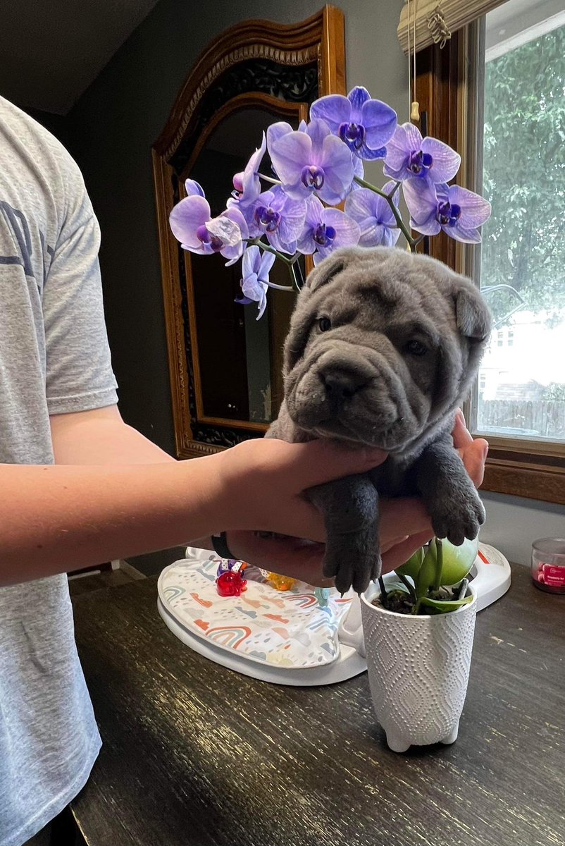 @midwesterwrinkles !! 
#sharpei 
so i did a thing ,,  i need a name for her ? maybe a vgk girls name ? @GoldenKnights