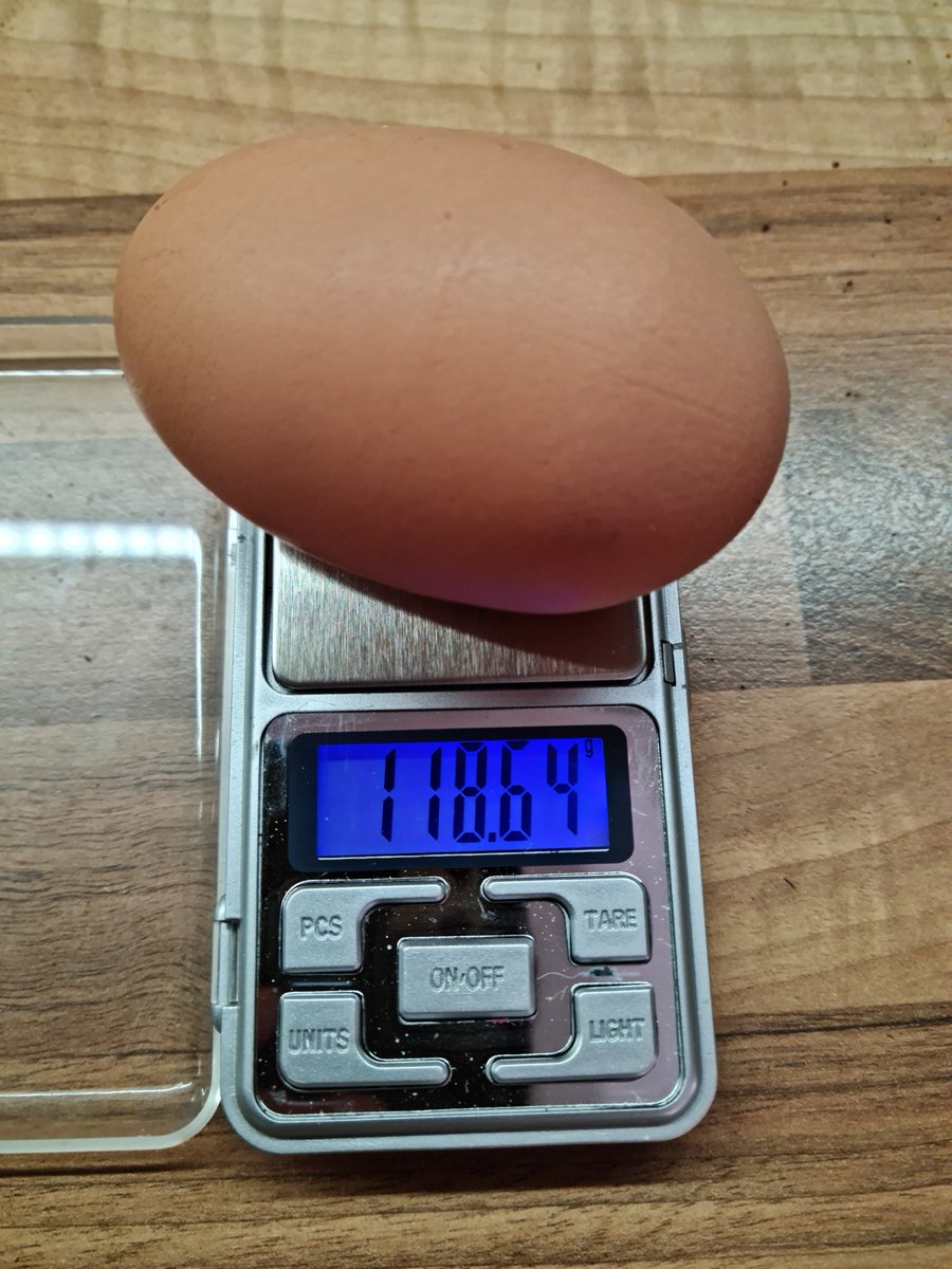 shishak12's tweet photo. Sedmý rok po zahájení chovu a máme tu nový rekord! Naše borky se nespokojily s pouhými 114g a poroztáhly své dutiny. Šampionka získává další pytel černobylské pšenice a špulku niti na zašití kloaky. 😁 #pipcoin https://t.co/aduuwfNIxX