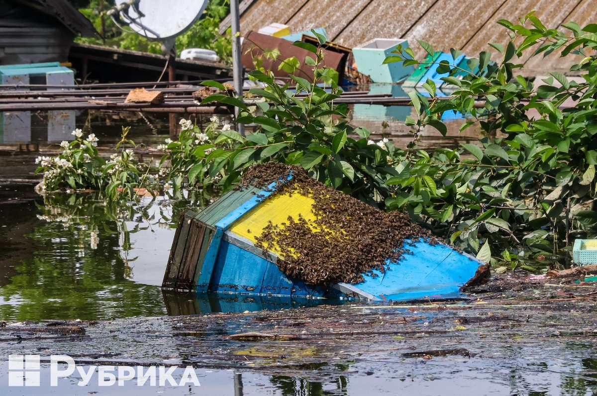 MargoGontar's tweet photo. Bees covered a hive in the flooded village of Sadove, in Kherson region, after #RussiaBlewTheDam in #NovaKachovka 

They say there were were 30 beehives in the farm. On Radio Svoboda podcast a woman said, with tears: maybe swarms will escape somewhere like to the oaks nearby?
💔 https://t.co/w32zjRYBD9