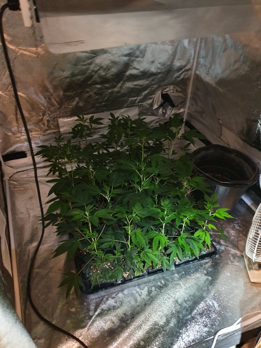 BrierleyHillWMP's tweet photo. Brierley hill team 1 have conducted a section 23 misuse of drugs act warrant in the Brierley hill area. A number of plants and cannabis seized #yousaidwedid #communitypolcing https://t.co/giWSO4xx4R