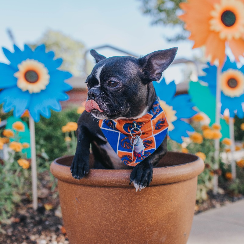 We’re 'pawsitively' blooming with joy to be accepting submissions for the 2024 Dogs of @BoiseState calendar! We're looking for 12 dogs to brighten up our hearts - and our walls - in the new year.

Learn more and enter your dog(s) at  boisestate.edu/giving/dogs-of….

#BoiseStateAlumni