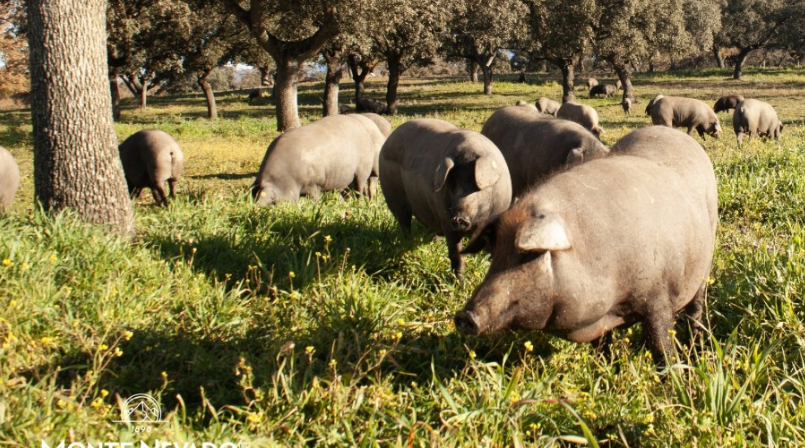 AnalizaFeed's tweet image. ¿Qué es el #cerdoibéricopuro? 

Según la #legislaciónespañola, se denomina cerdo ibérico a aquel que procede de una madre ibérica pura y un macho que puede ser también ibérico puro, o duroc, o cruzado entre ambos. 

linkedin.com/pulse/qu%2525C…
