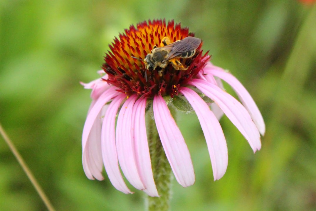 Botanical Society of America tweet media