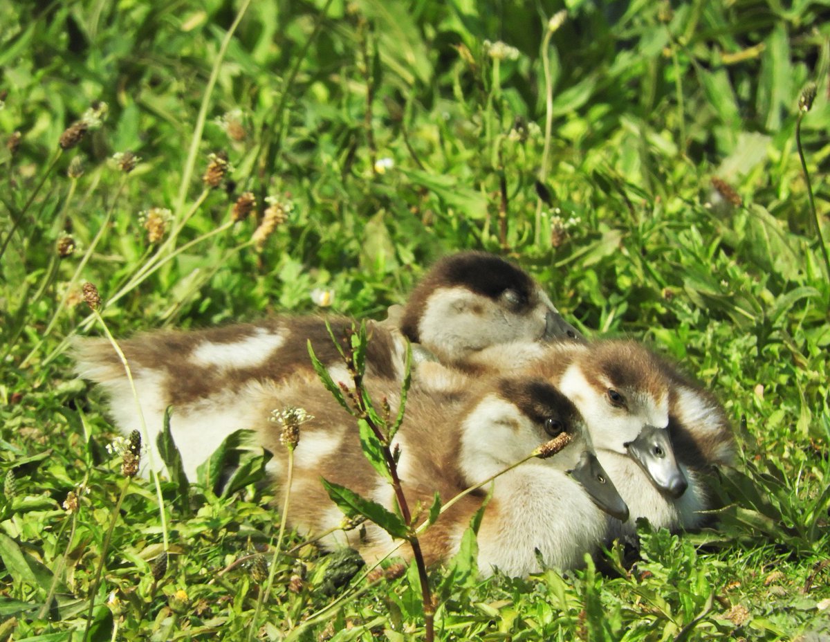 Phil Bull tweet media