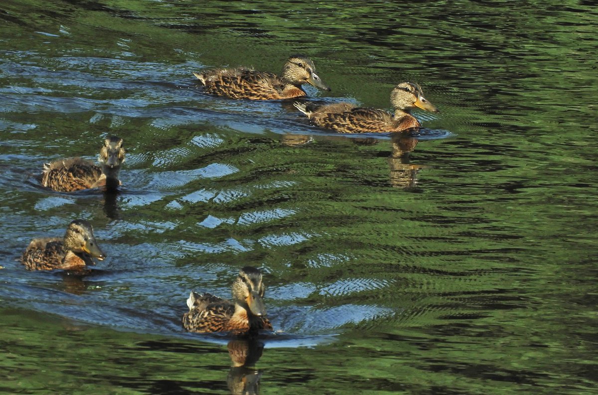 Phil Bull tweet media