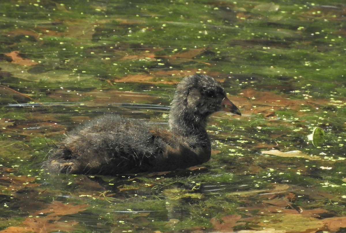 Phil Bull tweet media