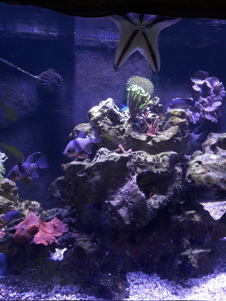 𝑵𝒊𝒄𝒐𝒓𝒆𝒍𝒊𝒔 ʚɞ tweet media