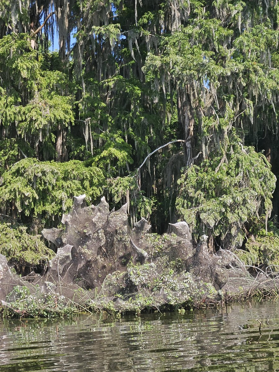 PaxsonScience's tweet image. I've seen a lot of cool nature this month, but here's something I'd never heard of and learned about last Tuesday while out on a local lake--long-jawed orbweaver spiders conquer our FL freshwater shorelines this time of year. Check out these massive colonial webs! Alachua Co, FL