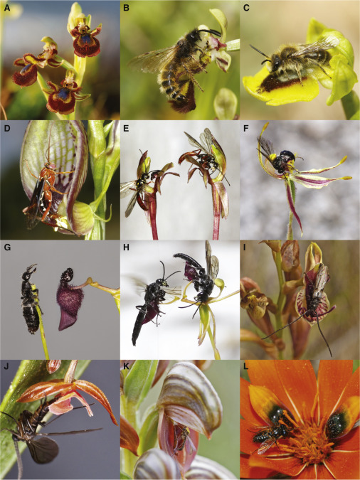 Some nice special issue reading for the weekend - all you every wanted to know about pollination by sexual deception

cell.com/current-biolog…