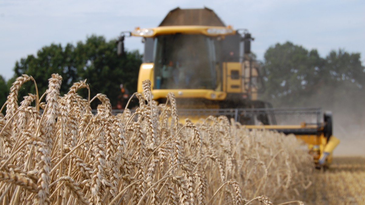🌾 𝗚𝗿𝗮𝗮𝗻𝗶𝗻𝗻𝗮𝗺𝗲; ook dit jaar nemen we weer granen in. Deze regionaal geteelde granen verwerken wij in ons voer. Per gewas bieden we verschillende mogelijkheden van prijsvorming aan. Dit jaar nemen we voor het eerst ook veldbonen in. Meer info 👉 bit.ly/3ChE8J8