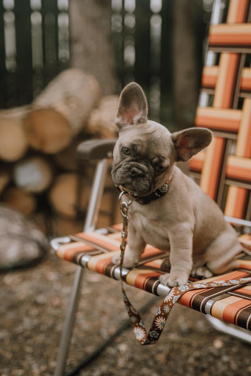 Outdoor adventures - but make it cute 🐶

Where are you taking your Kuma Gear this weekend? Don't forget to share your adventures with us to be featured on our page! 

📸: adventures.with.margo