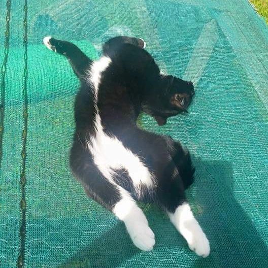 mini_wright's tweet image. Tips to keep your feline family cool this weekend: *Have lots of water drinking stations around including the garden *Provide cool areas in the house *Stop your cats from entering conservatories and greenhouses *Only play with your cat for short periods of time 
#felineonly #cats