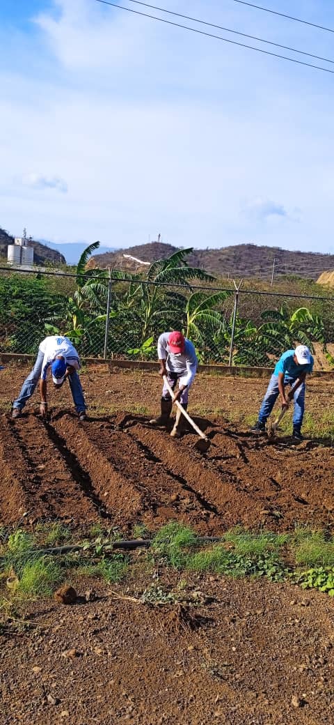 UemppatFalcon's tweet photo. Preparación del suelo por parte de los servidores del Inder Falcón, para el establecimiento de cultivo de patilla. 
El riego será modificado de aspersión a goteo para un mejor resultado. @MinAgriculturaV @indervenezuela @INTi_Venezuela @InsaiVeOficial https://t.co/gjwjt4aj3e