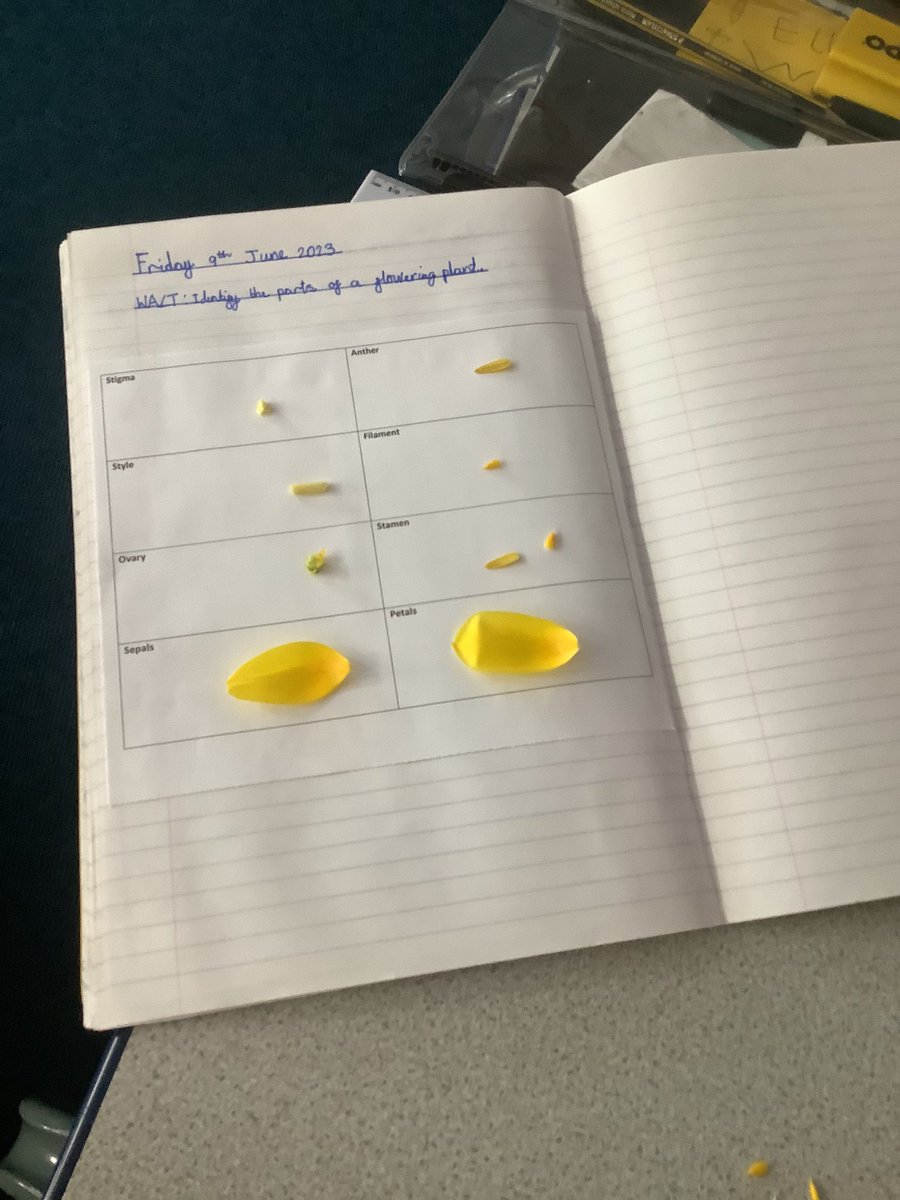 Look at our amazing Science work 🤩💐 #science #partsofaplant