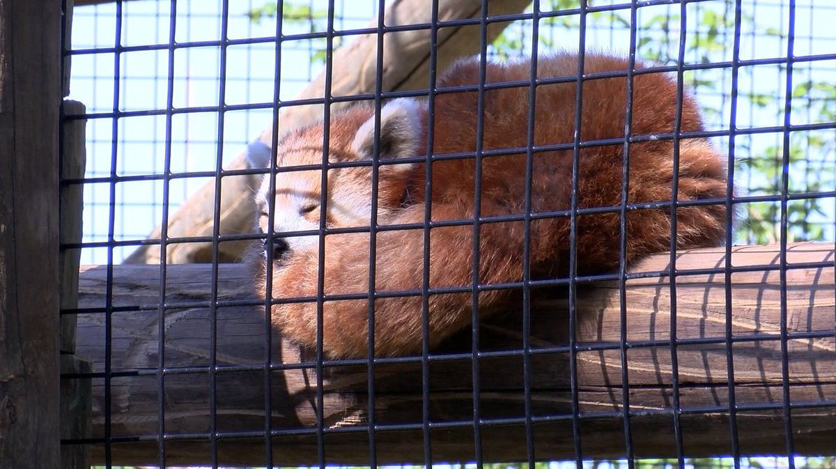 21Alive News on Twitter "How cute!! 😍🐾 lindajnews took us behind the