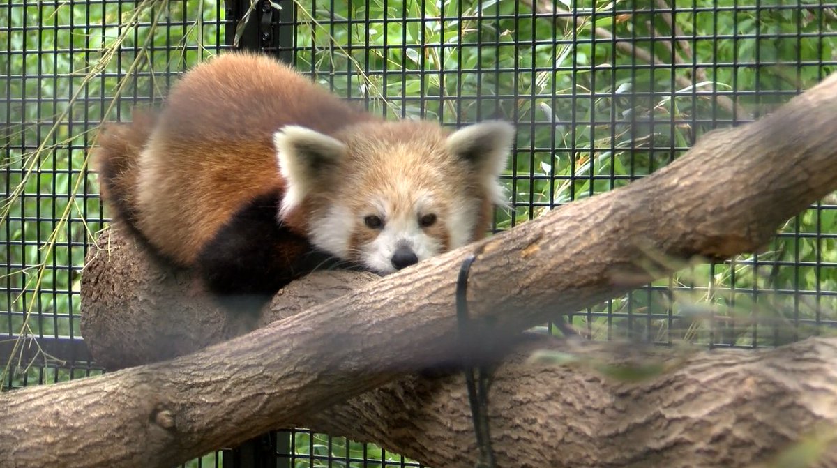 21Alive News on Twitter "How cute!! 😍🐾 lindajnews took us behind the