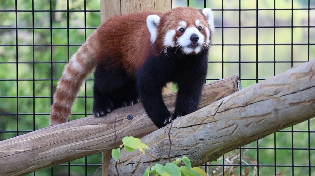 21Alive News on Twitter "How cute!! 😍🐾 lindajnews took us behind the