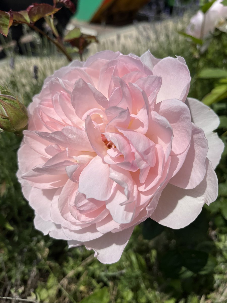 spitfire_bill's tweet photo. Front garden roses are doing their thing 🥰 https://t.co/NpF0GiPJQz