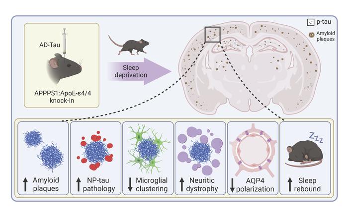 APOE-ε4 synergizes with sleep disruption to accelerate Aβ deposition and Aβ-associated tau seeding and spreading 
jci.org/articles/view/…