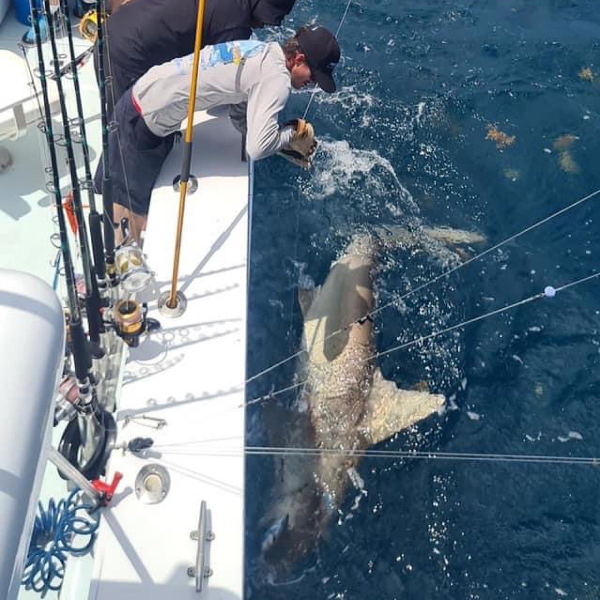 Prepare for an Unforgettable Adventure: Miami Deep Sea Fishing for Sharks

Learn more: postly.app/2onv

#deepseafishing #miamibeachfishing #therapy4 #miamifishing #sharks