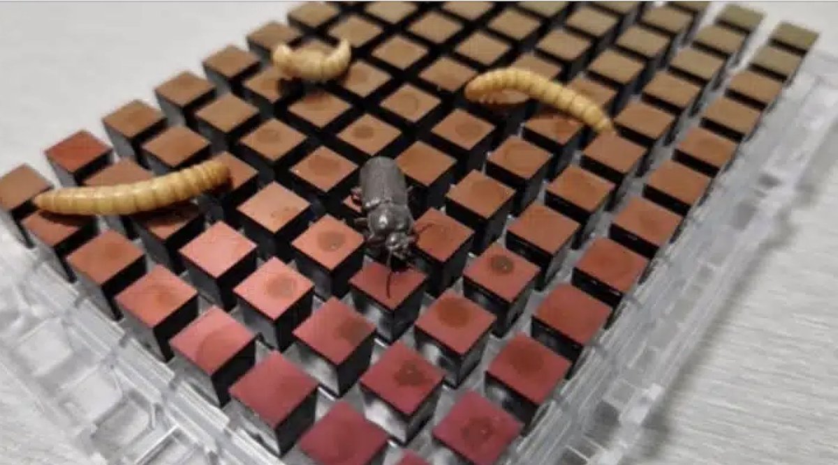 🐛🪲🦗 Elevage d’ #insectes : La première puce de génotypage Haut Débit révélée par @Ynsect 

ow.ly/KkQt50OJQWW