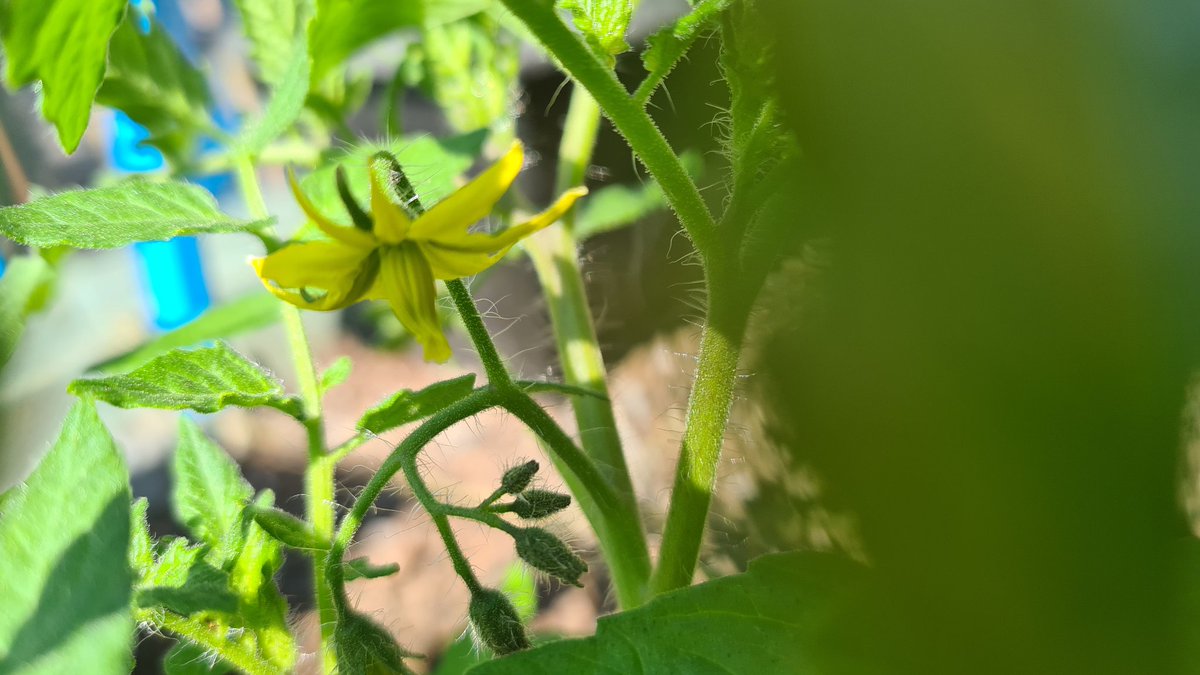What do I spy!!!

An artisan purple bumblebee tomato flower - seeds from @premierseedsdirectltd 

This is in the ground, and outside

Happy #tomatotuesday 

#growfoodforfree #growyourownway #growwithgyo #growthmindset #growfoodwhereyoulive #growalonggang #growyourownfood